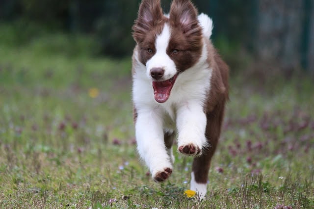お花見のテーマに合わせて元気に走る子犬の写真です。.