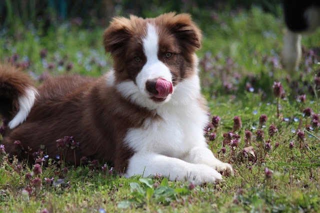 犬の子犬が花畑で遊んでいるかわいいシーン.