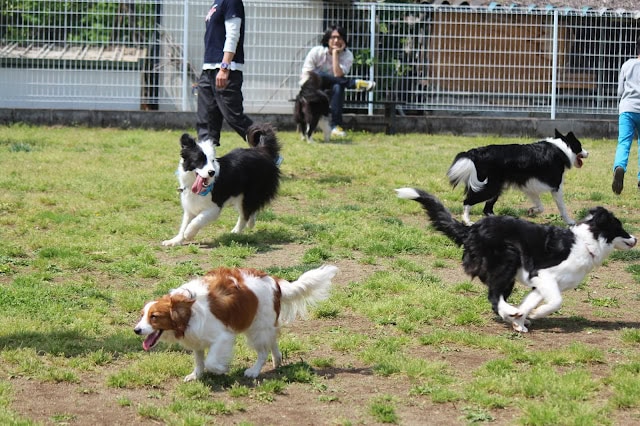 多くの犬と飼い主が集まったYUSHAファミリーオフ会の風景.