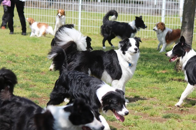 広場で遊ぶ多彩な犬種の犬たちの集合写真.