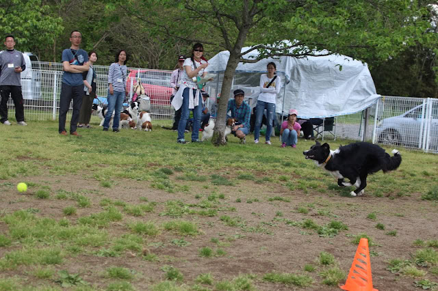 犬と飼い主が参加するミニゲームの様子.
