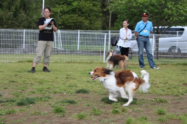 犬と参加者が楽しむアウトドアイベント.