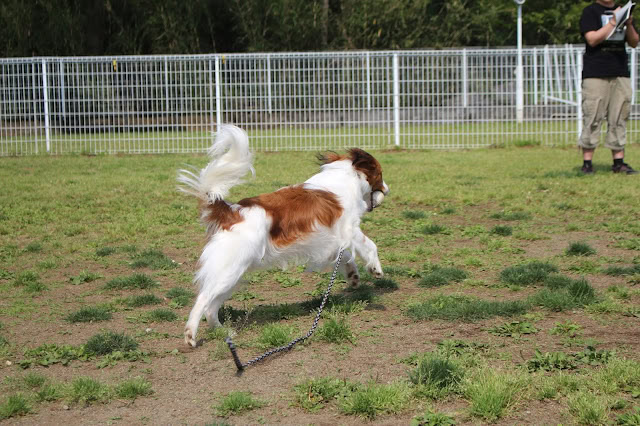 犬がフィールドで遊んでいる様子.