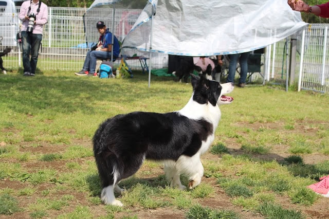 犬のコーギーが屋外のイベント会場で注目を集めています。.