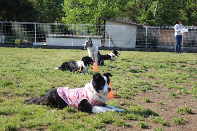犬たちが公園でミニゲームを楽しんでいます。.
