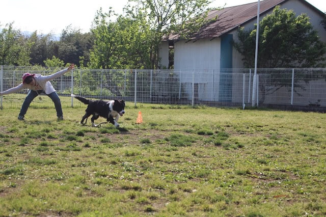 子供と犬が公園でミニゲームを楽しんでいます。.
