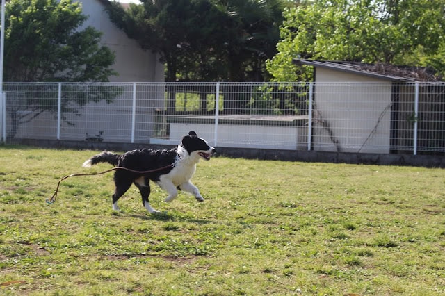 犬が走る遊び場の写真.