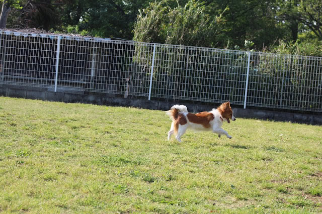 犬がフェンスのある庭で遊んでいる写真。.