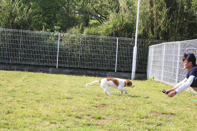 犬が飼い主と一緒に遊んでいる様子.