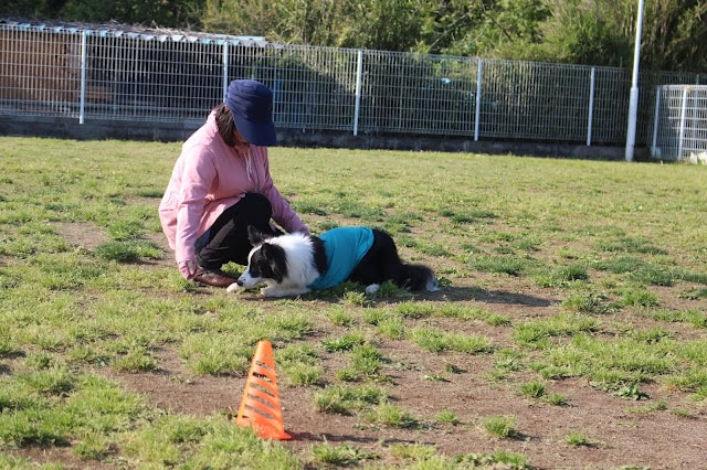 犬と飼い主が公園でミニゲームを楽しんでいるシーン.
