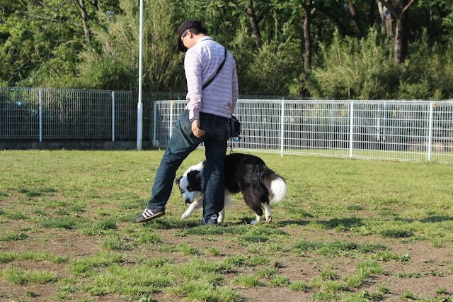 犬と一緒に遊ぶ男性の姿を捉えた画像です。.