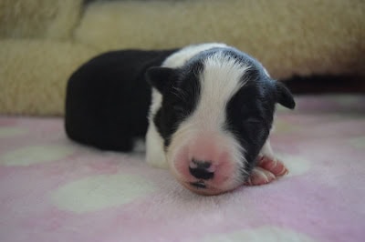 子犬がかわいく眠っている様子.