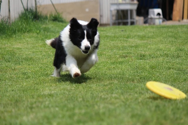 犬が芝生の上を走っている様子.