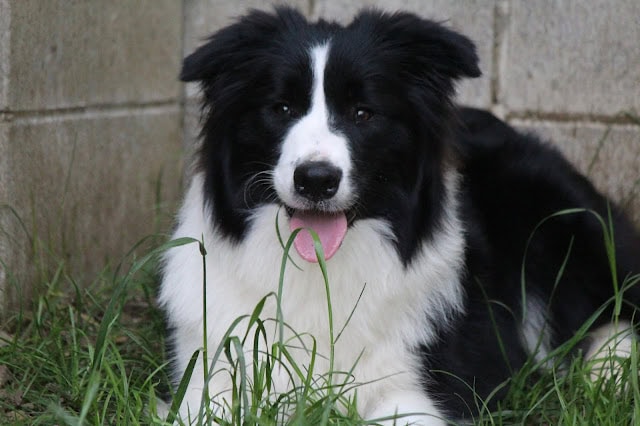 ALTタグ：黒白の子犬が草の中で座っている写真.