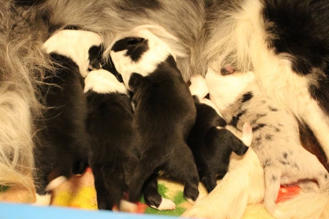 母親と子犬たちが授乳している様子を捉えた画像.