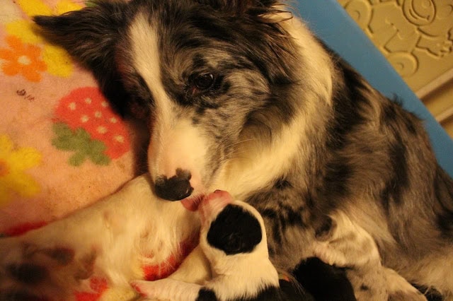 母犬と子犬が親密に触れ合う様子を捉えた画像です。.