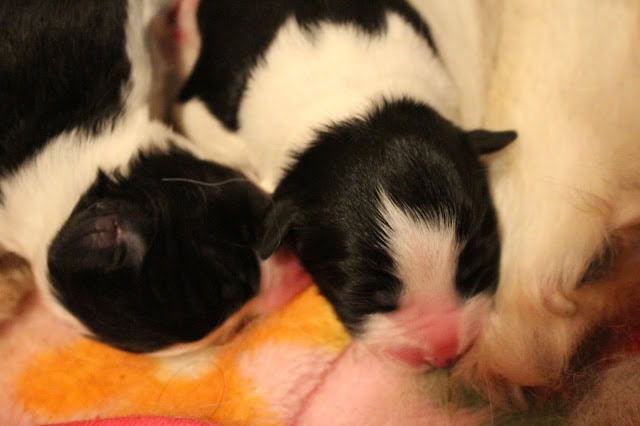 生後一日目の黒白の子猫たちが眠っています。.