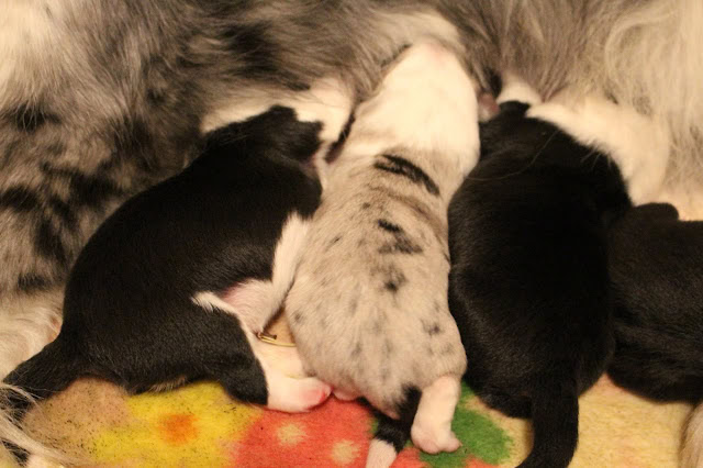 母親の乳首に集まる新生児の子犬たちの写真.