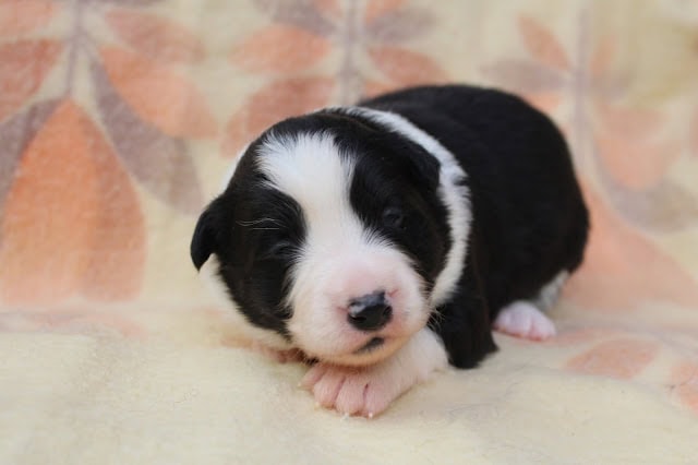 生後2週間の黒白の子犬のかわいい写真です。.