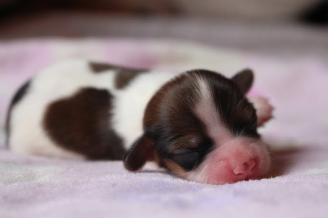 新生児のかわいい子犬が眠っている写真.