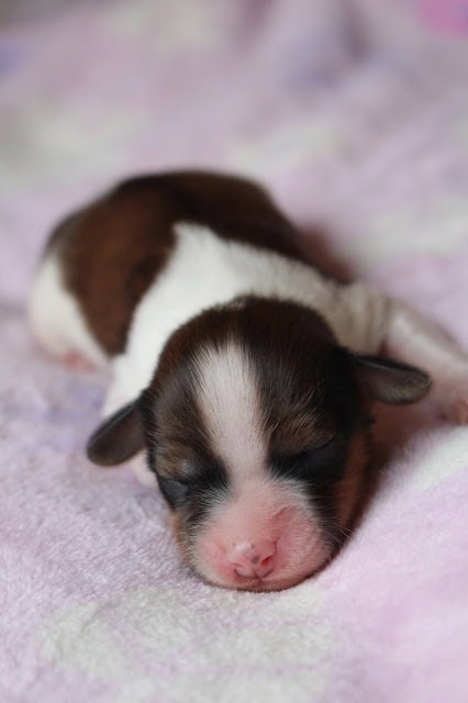 子犬が柔らかい毛布の上で眠っています。.