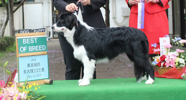 子犬のボーダーコリーが展示会でポーズをとる.