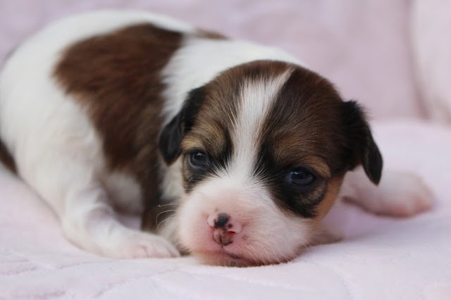 かわいい子犬のアップ写真です。.