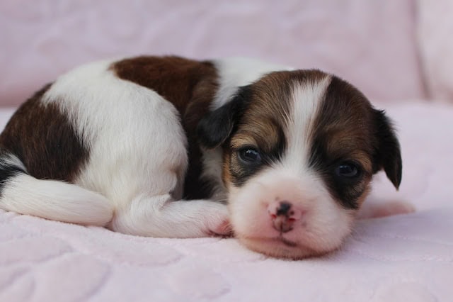子犬のかわいい顔と模様がはっきり見える画像です。.