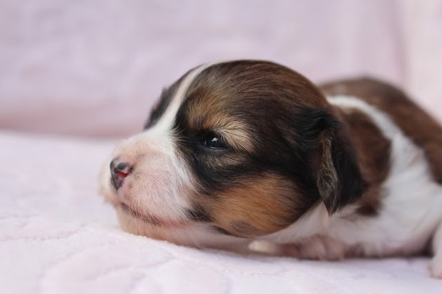 子犬のかわいい寝顔のアップ写真.