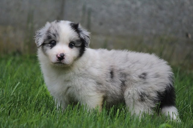ハスキーの子犬が緑の草の上でポーズをとっています.