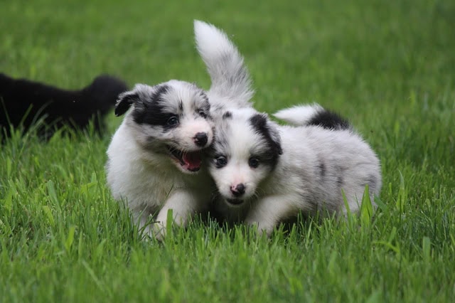 子犬の遊び場で楽しそうに遊ぶ2匹の子犬.