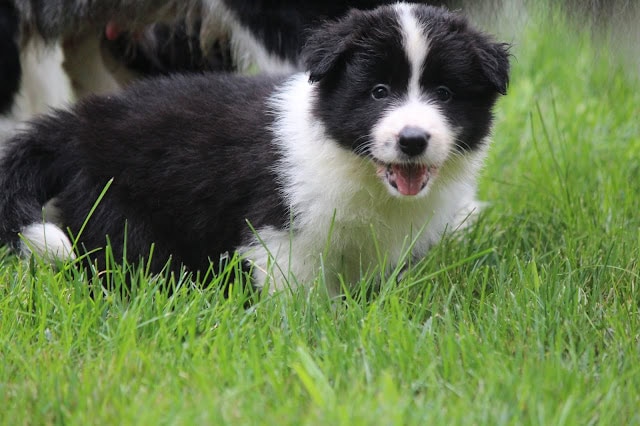 子犬が緑の草原で遊んでいる様子.