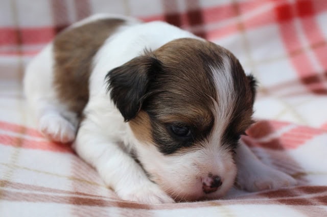 子犬のアップ写真、白と茶色の毛並みが特徴的です。.