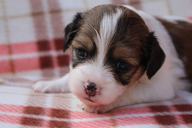 子犬のかわいい表情とふわふわの毛並み.