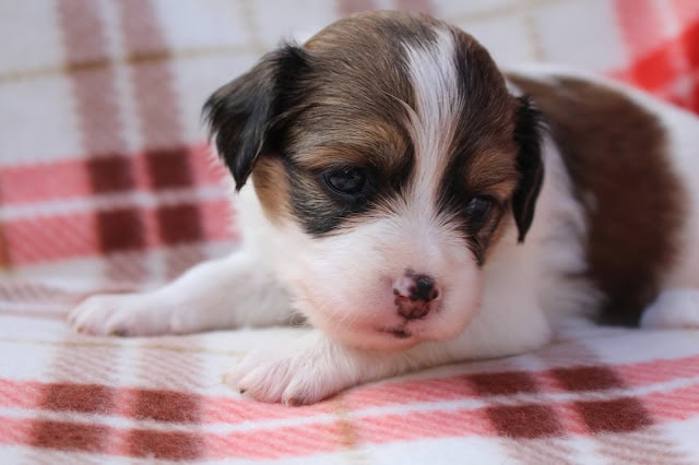 子犬のかわいい表情とふわふわの毛並みを捉えた画像です。.