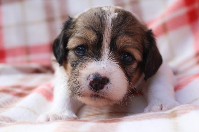 子犬のかわいい表情とふわふわの毛並み.