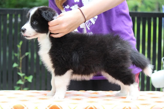 子犬のコーギーの子犬が飼い主に抱かれている様子.