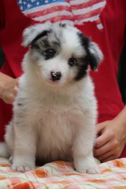 子犬のアップ写真、青い目とふわふわの毛並みが魅力的です.