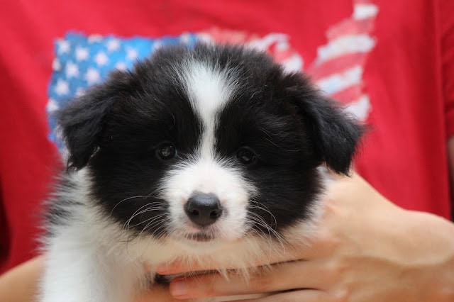 子犬の可愛らしい顔とふわふわの毛並みを捉えた画像です。.