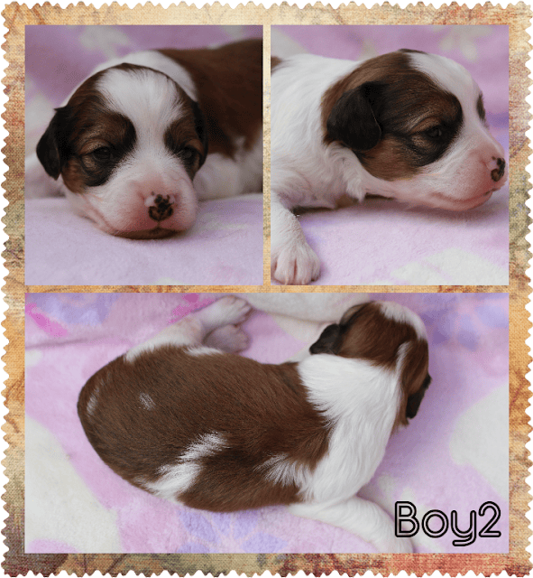 子犬のかわいい顔と体の側面の写真です.