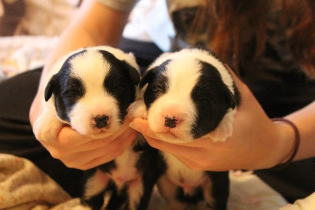 生後一週間のパリスっ子のかわいい子犬たちです。.