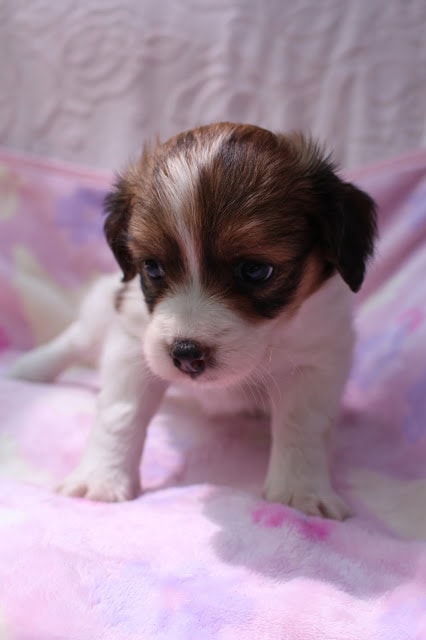 子犬の子犬の顔と前足のクローズアップ写真です。.