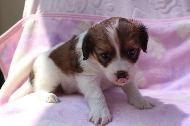 かわいい生後1か月の子犬のアップ写真です。.