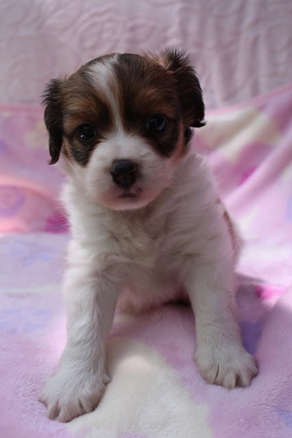 生後1か月のかわいい子犬のアップ写真です。.