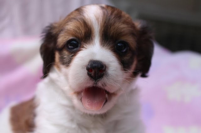 子犬のかわいい顔と明るい表情のアップ写真.