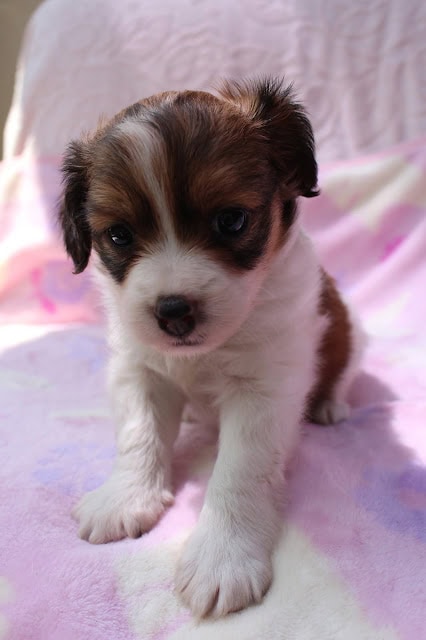 子犬のかわいい顔と大きな目が印象的です.