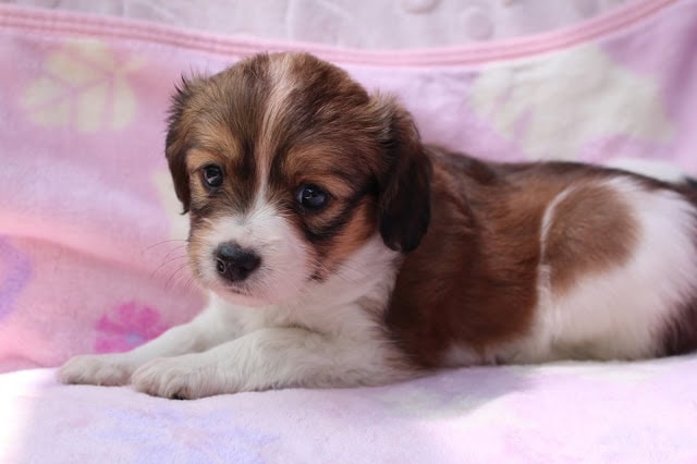 子犬のアップ写真、かわいらしい表情とふわふわの毛並みが魅力的です。.