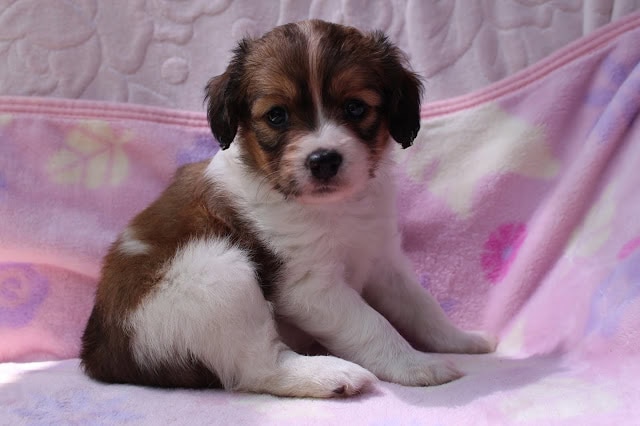子犬のかわいい表情とふわふわの毛並み.