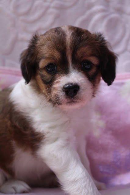 子犬のかわいい顔と大きな目が印象的です.