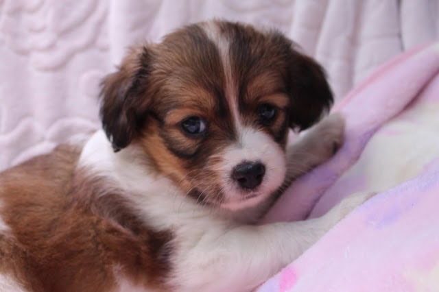 子犬のアップ写真、ふわふわの毛と大きな目が魅力的です。.